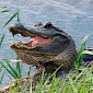 Amazing Cat Fights Alligators for Food and Territory [Video]