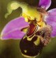 Amazing Orchids: Some May be Tricksters, Some May Stink