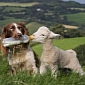 Amazing Picture Shows a Sheepdog Feeding an Orphaned Lamb