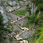 Amazing Picture of Sheep Herding In Switzerland