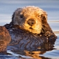 Amazing Picture of a Sleepy Otter Now Quite the Internet Sensation
