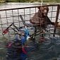 Amazing Pictures of Bears Taking a Bath Hit the Public Eye