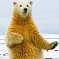 Amazing Polar Bear Has the Moves Like a Disco Dancer