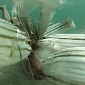 Amazing Underwater Footage Released from Camera Attached to Crab-Net