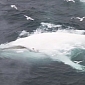 Amazing White Whale Spotted Swimming Wild in Norwegian Waters