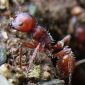 Amazonian Devil's Gardens Were Made by Ants