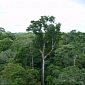 Amazonian Forests Store More Carbon than They Release