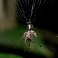 Amazonian Spider Builds Decoy Spiders Which Look Like It