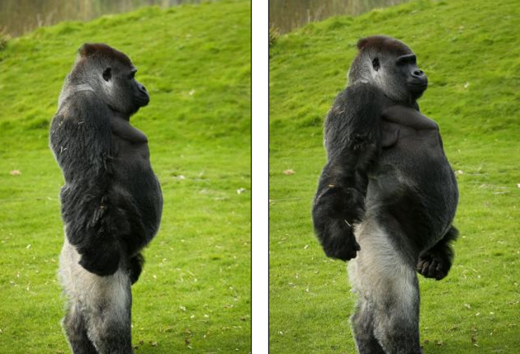 The gorillagrip
