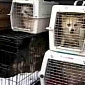 Amish Farmer Accused of Abusing 52 Dogs