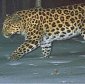 Amur Leopard, Close to Extinction