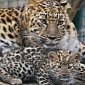 Amur Leopard Cubs at Prague Zoo Are Growing Stronger Every Day