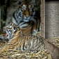 Amur Tiger Cubs Are Thriving at Highland Wildlife Park in Scotland