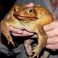 An Australian Toad as Big as a Small Dog