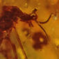 Ancient Five-Eyed Fly Could See Incoming Predators