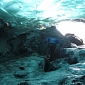 Ancient Forest Trapped Under Ice Emerges for the First Time in 1,000 Years