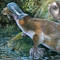 Ancient Giant Platypus Discovered in Australia