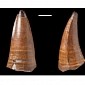 Ancient Tooth Is 5.5 Centimeters (2.16 Inches) Long