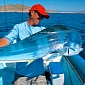 Angler Catches Rare Blue Mahi-Mahi in Baja California