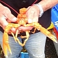 Angler in Scotland Finds Extremely Rare Orange Lobster