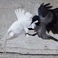 Angry Birds Attack White Doves Released by the Vatican