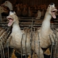 Animal Rights Activists and Gourmet Chefs Argue over Foie Gras