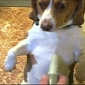 Annoyingly Cute Dog Vacuumed by Owner