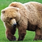 Anonymous Benefactor Helps Rescue Bears from Roadside Zoo