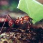 Ant Curiosities