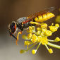 Antennal Drumming Determines Wasps' Destinies
