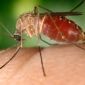 Antibody Imprisons West Nile's Infection Mechanism