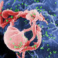 Antiretroviral Drugs Reduce HIV Transmission Risk