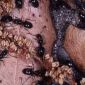 Ants Ate Up a Hospitalized Woman's Eyelid