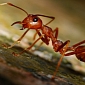 Ants Build Rafts to Escape Floods, Put the Safety of Their Queen First