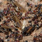 Ants Destroy Weeds with Antibiotics