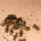 Ants Kill Their 'Excess' Queens