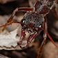 Ants Use Consensus to Select Nests