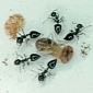 Ants Use Vapor Guns to Kill Targets from Afar