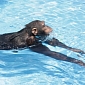 Apes Can Swim like Humans Do, Researchers Find