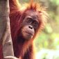 Apes Make Plans and Have a Certain Cognitive Understanding of the World