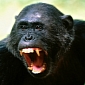 Apes Throw a Fit When Things Don't Go According to Plan