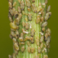 Aphids Can Induce Plants to Heal Themselves