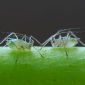 Aphids Commit Suicide to Save the Colony