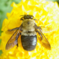 Apitherapy - The Bee Venom Therapy