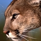 Apple Confirms OS X 10.8.4 Mountain Lion Imminent Release