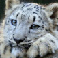 Apple Specialists Confirm Snow Leopard Launch Events