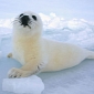 Aquarium Has Plans to Kill Harp Seal Pups