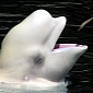 Aquarium Is Denied Permission to Import Beluga Whales, PETA Takes Credit for the Decision