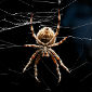 Arachnophobia May Develop in the Womb