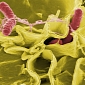 Arctic Bacteria Underlie New Salmonella Vaccine